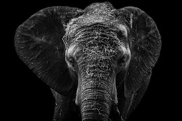 Schwarz-weißer Elefant von Nicolette Suijkerbuijk Fotografie