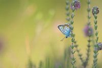 Silver Studded Blue