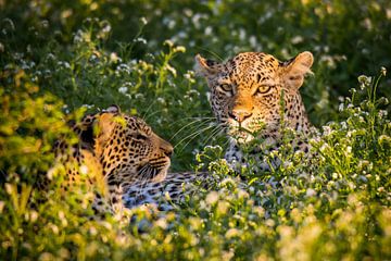 Onverschrokken blik van een luipaardmoeder met haar jong van Jack Koning
