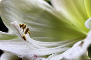 Bloem, Amaryllis,stamper, wit, witte Amaryllis von Angela van den Berg