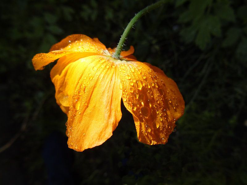 Coquelicot par Anita van Gendt
