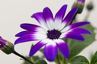 Senetti 'Violet Bicolor' van Tamara Witjes thumbnail