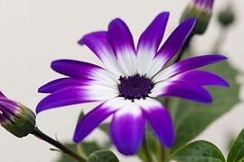 Senetti 'Violet Bicolor' von Tamara Witjes