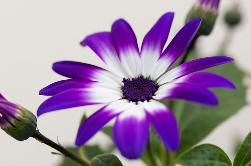 Senetti 'Violet Bicolor' van Tamara Witjes