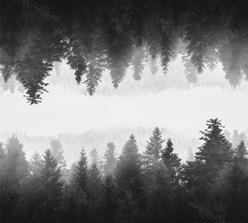 Forêt miroir en brouillard noir et blanc