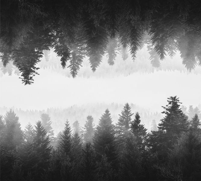 Zwart-witte mistig gespiegeld bos van Patrik Lovrin