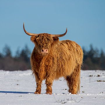 Schotse hooglander in de winter op de veluwe van Roy De vries
