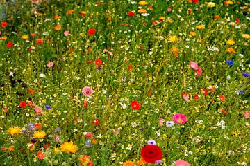 bloemen! van Ramses Külman