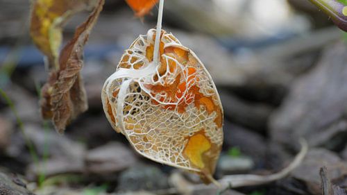 Physalis in de herfst