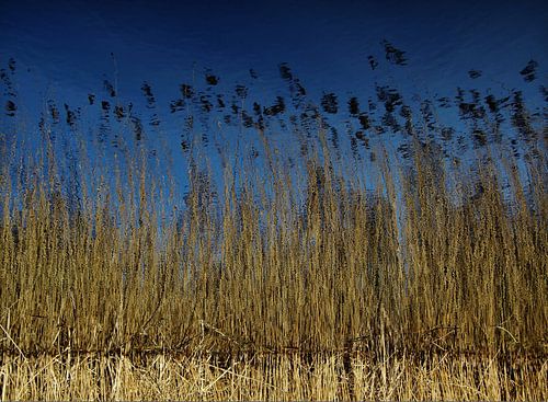 riet