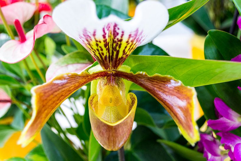 Orchidee by C.T. Lam