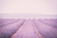 lavender by Hilde Van Hove thumbnail