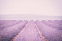lavendel