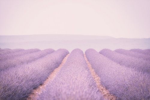 lavande