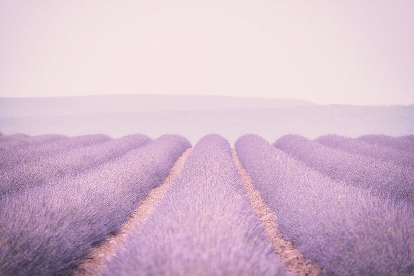 lavender by Hilde Van Hove