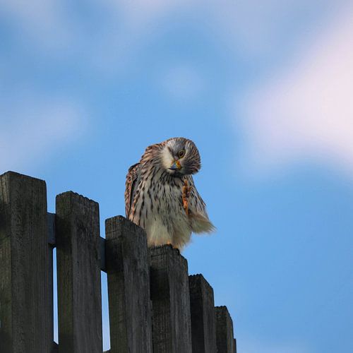 Hi there! Alsof de torenvalk naar je zwaait..