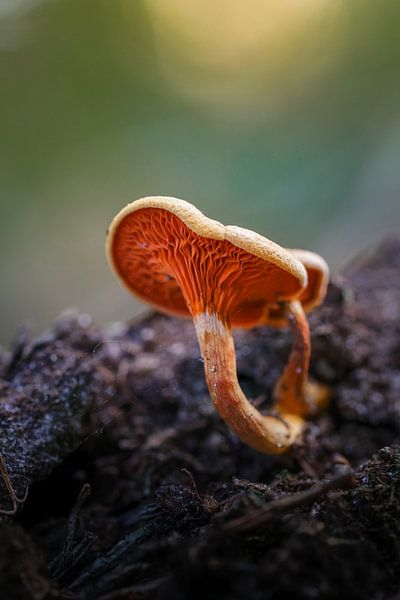 Gros plan d'un champignon par Miranda Geerts Art
