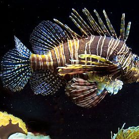 Diable de corail : Zoo de Blijdorp sur Loek Lobel