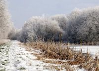 Winters tafereel in het bos