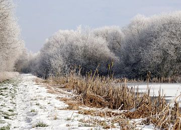 Winters tafereel in het bos van Corry Husada-Ghesquiere