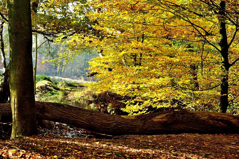 Herbst von Arno-Jan Boere