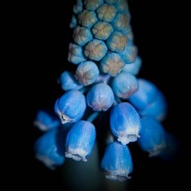 Blauwe druifjes van Saskia Cloo-Hartsema