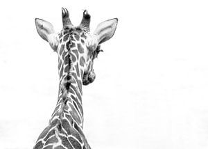 giraffe by Hennie Zeij