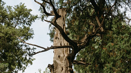 Ein alter Baum als natürliche Skulptur von Diederik De Mezel
