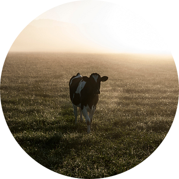 Koe in de mist #1