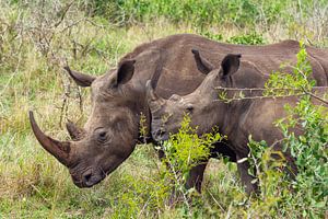 Neushoorn von John van Weenen