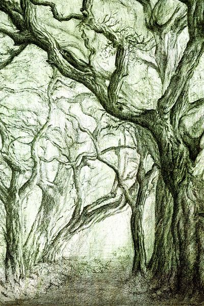The ancient sages of the forest by Anita Snik-Broeken
