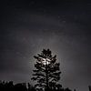 Arbre de lune sur DVF Photographie