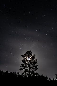 Moon Tree van DVF Fotografie