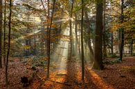 Sonnenharfen I der Herbstwald von Dennisart Fotografie Miniaturansicht