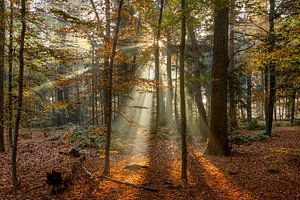 Les harpes solaires I la forêt d'automne sur Dennisart Fotografie