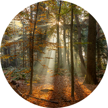 Zonneharpen ik het herfstbos van Dennisart Fotografie