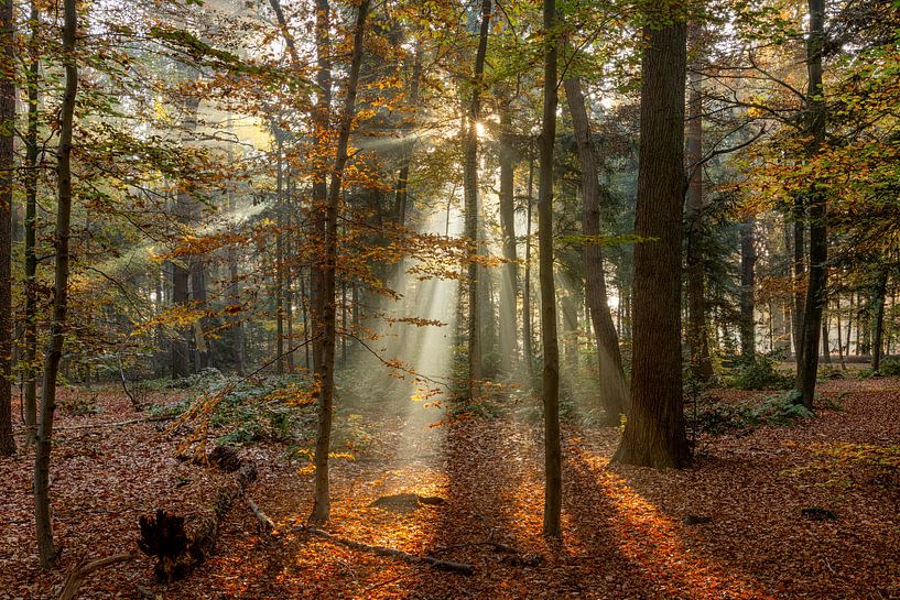 Sonnenharfen I der Herbstwald von Dennisart Fotografie