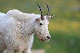 Schneeziege (Oreamnos americanus), Glacier National Park, Montana, Rocky Mountains,USA von Frank Fichtmüller