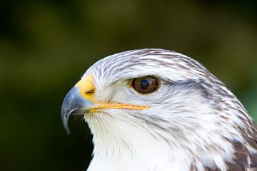 Roofvogel van Guido Akster