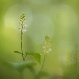 dalkruid in het beukenbos van Lia Hulsbeek Brinkman