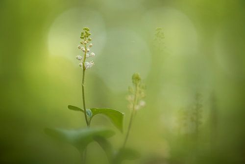 dalkruid in het beukenbos