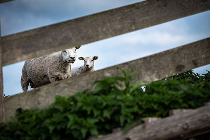 Schapen van Johan Vet