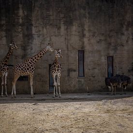 Giraffe and ostrich follower by Arash Mahdawi Nader