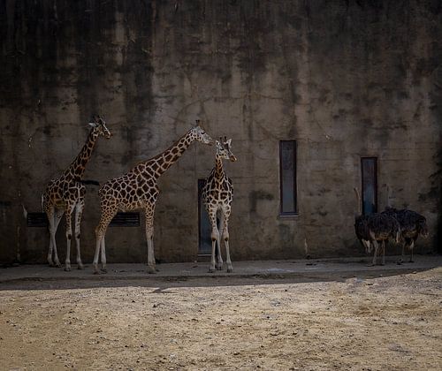 Giraffe en struisvolgel