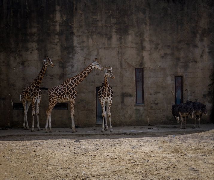 Giraffe and ostrich follower by Arash Mahdawi Nader