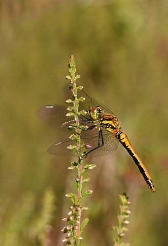 Zwarte heidelibel