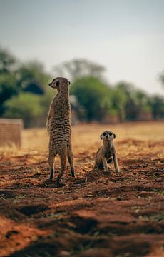 Meerkat with offspring looking around by Patrick Groß