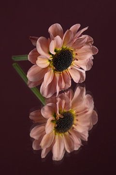 Pink flower together with its mirror image by Marjolijn van den Berg