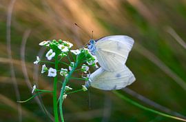 Charmante weiße Schmetterlinge von Thomas Jäger