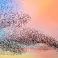 Starlings